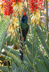 Green or Red-Billed Wood-Hoopoe feeding off the nectar of an Aloe plant