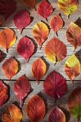 Autumn background. Red, orange leaves from trees on a wooden background. Alder leaf.