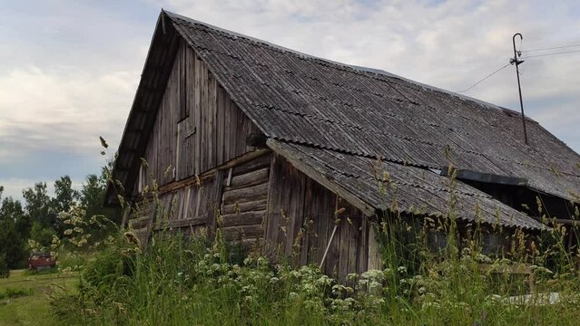 Rural wooden shed building and wildflowers on the summer field. Wild nature details in the countryside. Latvia, Europe. 