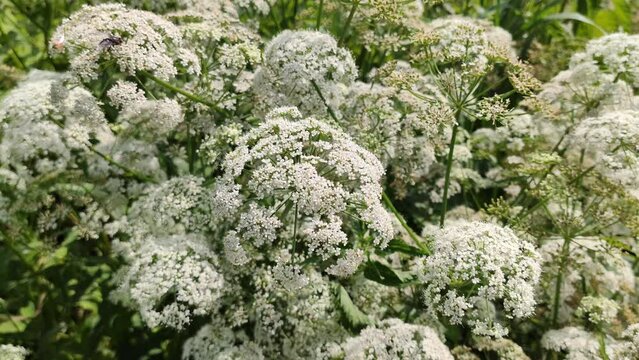 Cow parsley white plants in flowering season. Anthriscus sylvestris, known as wild chervil, wild beaked parsley, Queen Anne's lace, or keck herbs.