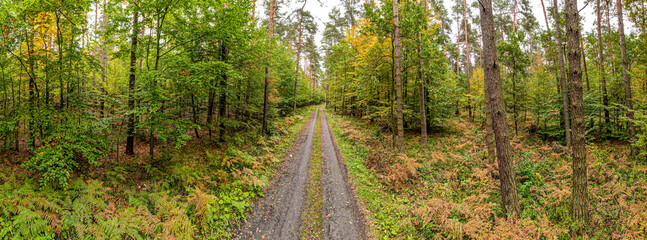 las jesienią i droga leśna, panorama - obrazy, fototapety, plakaty