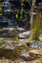 American white Ibis standing on a rock