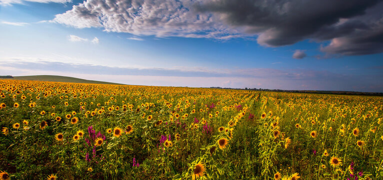 panoramic scenery blooming sunflowers on the field. France, Provence region, Europe, .. exclusive - this image sell only Adobe Stock	