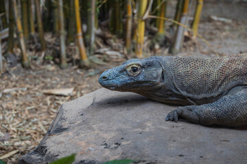 Komodo dragon face close-up