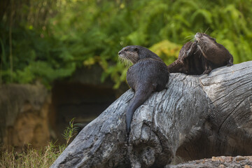 Otters resting on a tree log