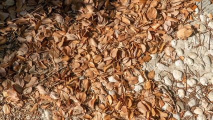 Fallen orange leaves on a stone path, autumn season