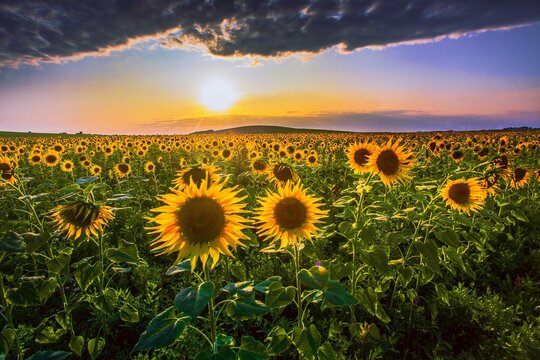 France, Provence region, Europe, picturesque summer blooming yellow vibrant sunflowers on the field... exclusive - this image sell only Adobe Stock	
