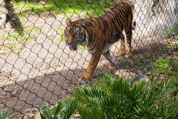 Tiger behind a fence in a zoo