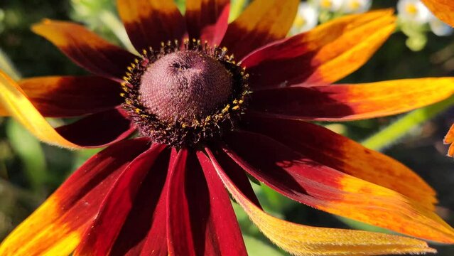 Black-eyed Susan or Rudbeckia hirta plant, brown betty, gloriosa daisy, golden Jerusalem. Yellow flowers.