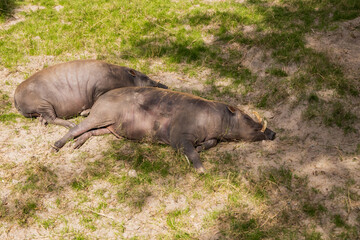 Warthogs sleeping in the sun