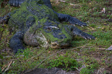Alligator laying in the grass