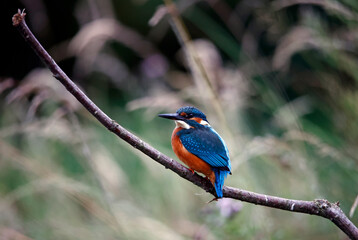 Juvenile kingfisher fishing around the lake