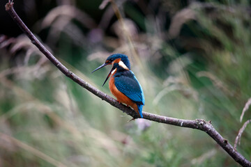 Juvenile kingfisher fishing around the lake