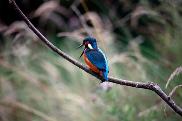 Juvenile kingfisher fishing around the lake