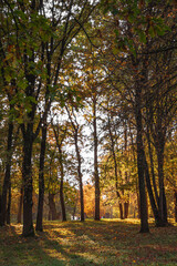 Autumn city park, yellow foliage on the trees.