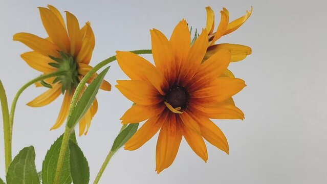 Black-eyed Susan Rudbeckia flower. 