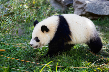 Obraz premium panda bear walking on the grass