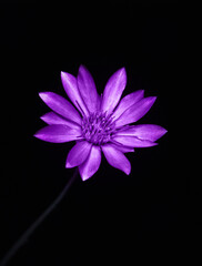 purple flower on black