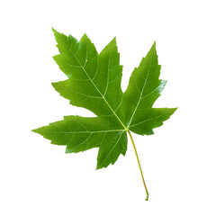 Fresh green maple leaf, isolated. High resolution.