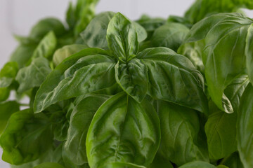 Fresh basil on a dark background. Green basil. Green basil on a dark background. Food background.