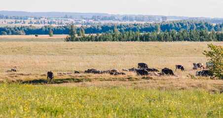 Fototapeta na wymiar a small herd of cows and sheep graze in the meadows