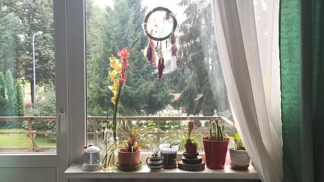 House plants on the window sill. 