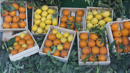 Oranges and lemons in wooden boxes under the net, citrus harvest