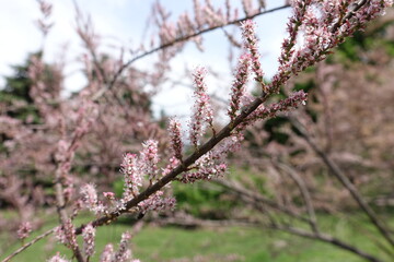 Pink flowers of Tamarix ramosissima in mid May