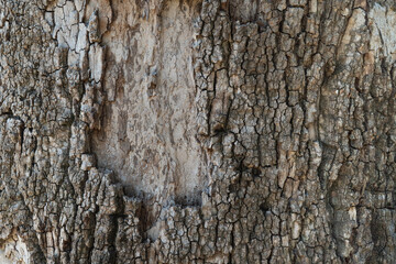 Close-up of tree bark, wooden background with texture