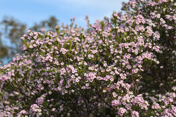 flowers of Pink Diosma Coleonema