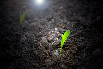 Young corn seedling seeds germinating from the soil.