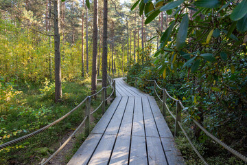 wooden bridge in the forest
