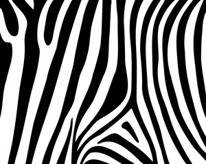 Zebra print, animal skin, tiger stripes, abstract pattern, line background, fabric. Amazing hand drawn vector illustration. Poster, banner. Black and white monochrome