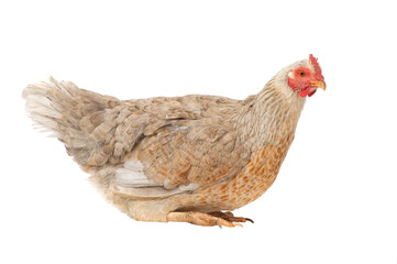 chicken sitting isolated on white background