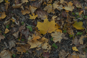 Autumn still life of maple leaves Warm colors Green red and Yellow Autumn Maple Leaf