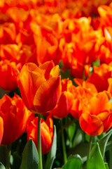 Field of tulip flowers in Gulhane park (Istanbul, Turkey) in springtime. Nature floral backgound. Orange and butterscotch colour. Vertical, close up view