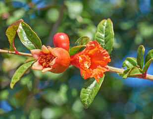 Granatapfelblüte, Punica Granatum