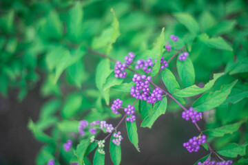 ムラサキシキブ