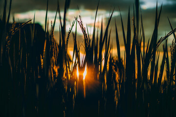 sunset in the rice field