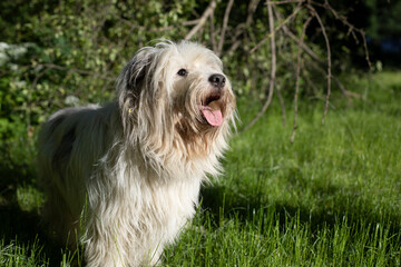 Naklejka na ściany i meble Dog with white coat. Pet in summer. Lots of long hair. Animal on walk.