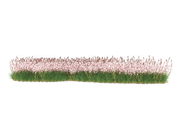 Field of flowers on transparent background. 3d rendering - illustration
