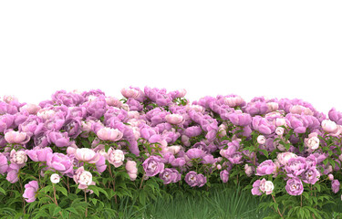 Field of flowers on transparent background. 3d rendering - illustration