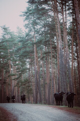 forest in winter