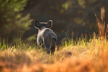 young wild boar in the forest from behind