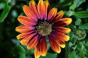 orange dahlia flower close up, macro, beautiful