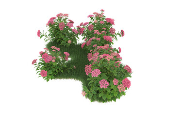 Grass and flowers on transparent background. 3d rendering - illustration