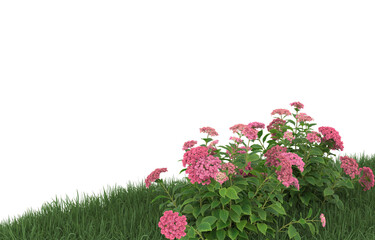 Grass and flowers on transparent background. 3d rendering - illustration