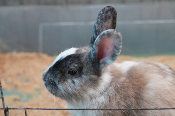 a dwarf gray domestic rabbit in a cage. The concept of portraits of pets
