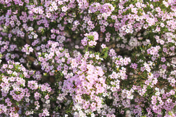 Fototapeta premium flowers of pink diosma coleonema in the garden