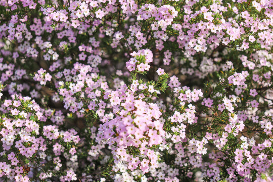 flowers of pink diosma coleonema in the garden